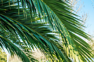 Fototapeta premium palm tree branches