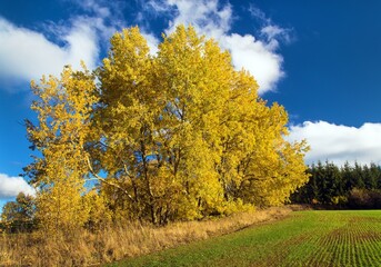 Fototapeta premium forest grove of Populus tremula, called as common aspen