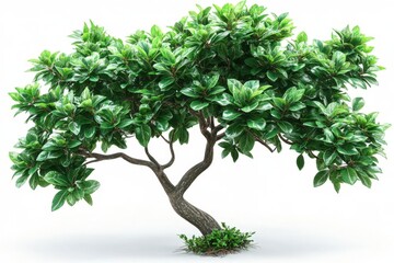 Lush Green Tree with Vibrant Foliage on White Background