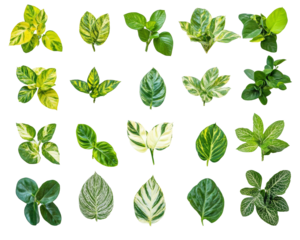 Collection Of Variegated Green And Yellow Leaves Isolated On Bla