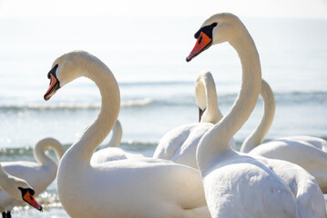 Many swans (Cygnus olor) swimming in the Black Sea. Attraction on the city beach. Beautiful picture for background.