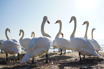 Many swans (Cygnus olor) swimming in the Black Sea. Attraction on the city beach. Beautiful picture for background.