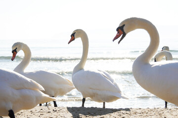 Many swans (Cygnus olor) swimming in the Black Sea. Attraction on the city beach. Beautiful picture for background.