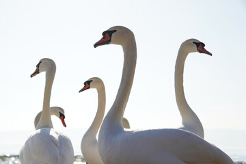 Many swans (Cygnus olor) swimming in the Black Sea. Attraction on the city beach. Beautiful picture for background.