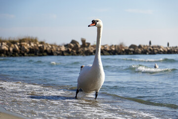 A swan (Cygnus olor) walks along the city beach. Black Sea. In focus. In the background, seagulls in the water. Beautiful image for a background.