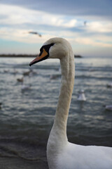 Portrait of a swan (Cygnus olor) in the waters of the Black Sea. In focus. In the background seagulls in the water. Beautiful picture for a background.
