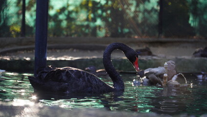 Black swan (Cygnus atratus) swimming in water in an enclosure at the zoo. Close-up shot, sunlight reflections. Water drops.