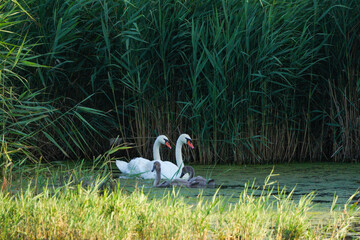 A family of swans (Cygnus olor) swimming in the lake. Mother, father and two little swans nestled among the ferns in the lake. Beautiful background image. © Кристина Ненчева