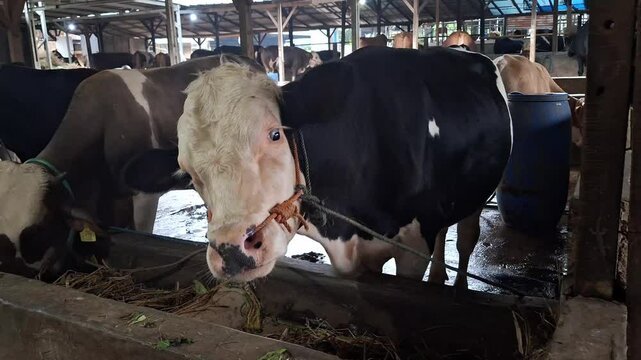 A fat and healthy black cow with a large white head is tied in a traditional wooden pen. This livestock is planned to be traded on Eid al-Adha
