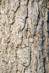 bark of a tree