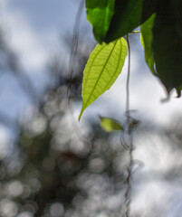 Green enlighted leaf closeup with a beautiful bokeh, Armenia, Quindio, Colombia.