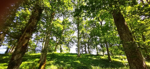 Fototapeta premium A view of a native Oak woodland in summer