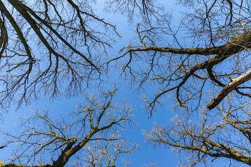 Branches of oak tree, without leaves against blue sky. Spring landscape