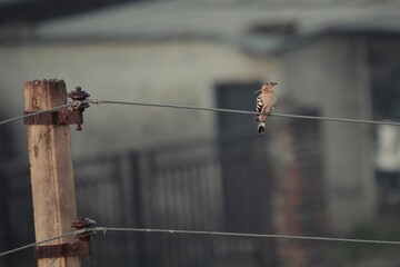 A Common Hoopoe sitting on an electric wire © Rohan