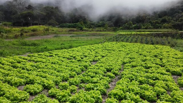 A scenic view of a lush green lettuce field on a foggy morning in the mountainous region of Colonia Tovar, Venezuela.