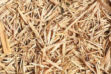 Bamboo leaves fall on the ground.
