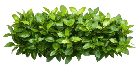 Fototapeta premium Lush Green Bush with Vibrant Leaves, Perfect for Landscaping or Garden Design, Isolated on White Background Cutout
