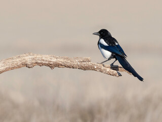 Perched Magpie