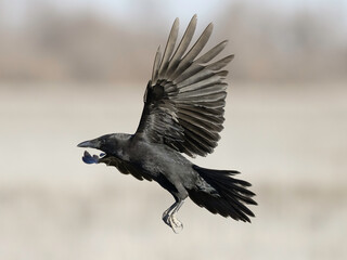 Flying Crow
