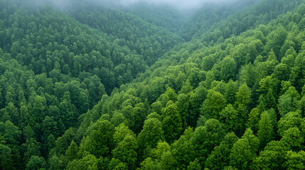 Lush green forest valley, misty mountains, aerial view, nature background, environmental conservation