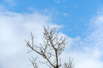 青空に伸びる冬の木