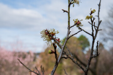 春の訪れを告げる白い花