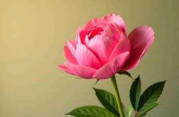 Fototapeta premium A stunning single pink peony with vibrant petals and lush green leaves illuminated by soft natural light is ideal for floral photography, greeting cards, interior design inspiration. Selective focus