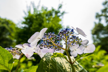 ガクアジサイの花と夏の緑
