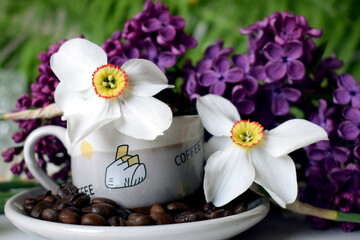 Daffodils flowers consist of six white petals. Lilacs are small but tempt with their aroma. Coffee beans on the table in a cup
