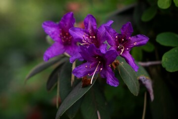 Vibrant purple flowers in a garden.