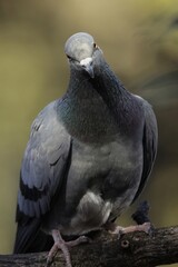 A rock pigeon staring at the camera