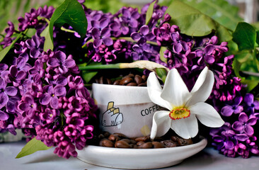 Daffodils flowers consist of six white petals. Lilacs are small but tempt with their aroma. Coffee beans on the table in a cup