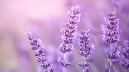 A serene pastel lavender background with delicate streaks of soft white, evoking a peaceful and calm environment.