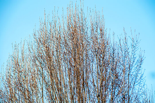 long branches against blue sky