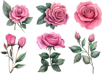 Naklejka premium Hand drawn wtercolor illustration of rose flower 