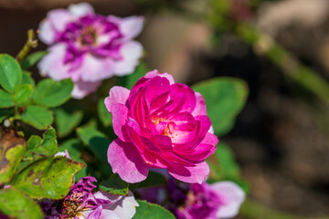 鮮やかなピンクのバラのクローズアップ