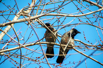 two crows standing near on the tree branch under blue sky
