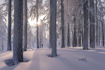 Winter snow-covered trees in the Ural mountains