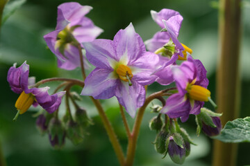Potato in bloom. Pink potato flowers bloom in a farmer's field. Selective focus
