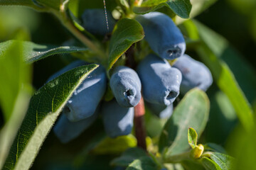 Honeysuckle branch with blue ripe berries. Selective focus