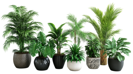 Lush indoor plant display home interior botanical arrangement warm atmosphere close-up view greenery enhancement on transparency png background