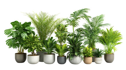 Fototapeta premium Indoor plant display lush greenery arrangement home decor vibrant environment aesthetic viewpoint for tranquility on transparency png background