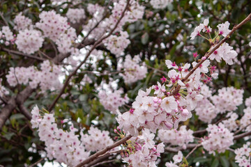 Pink cherry blossom tree flowers and branches closeup. Photo taken in Jinhae, South Korea