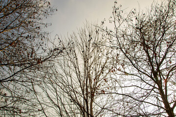 bare branches of  trees in winter