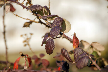 selective shot red autumn leaves on a tree branch