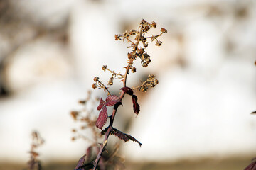 close-up view branch of  tree in the  daylight