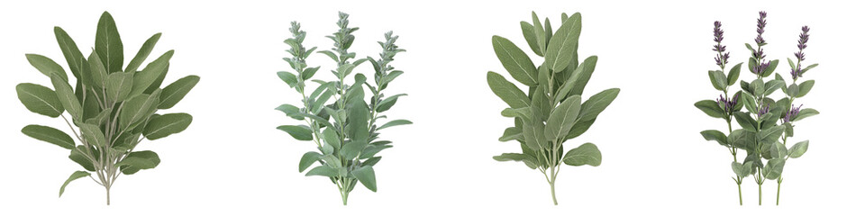 Garden sage isolated on transparent background, PNG, Set of