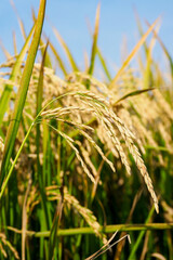 Risotto rice growing in southern Italy