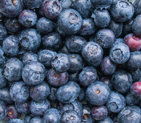 Blueberry background or texture, Juicy blue blueberry berries close up, top view