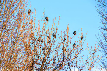 birds on tree branches against blue sky in the daylight